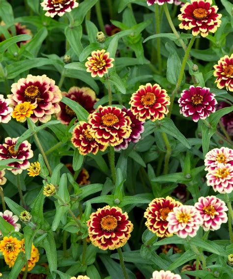 Best annual flowers: 10 bright and beautiful garden blooms | Homes and ...