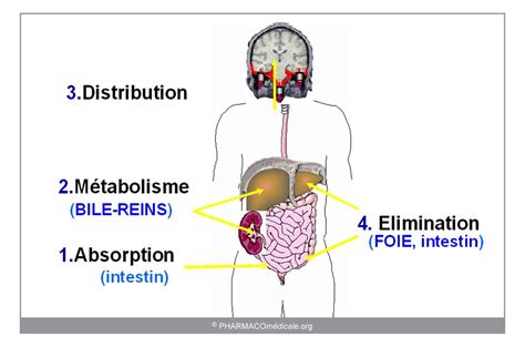 Image result for Digoxin Side Effects