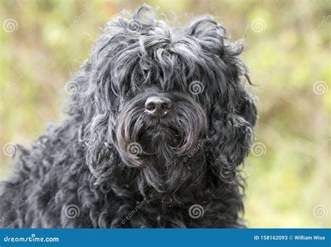Image result for Long Hair Cockapoo