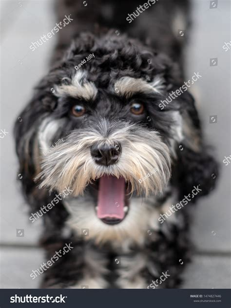 Image result for Cockapoo Tongue