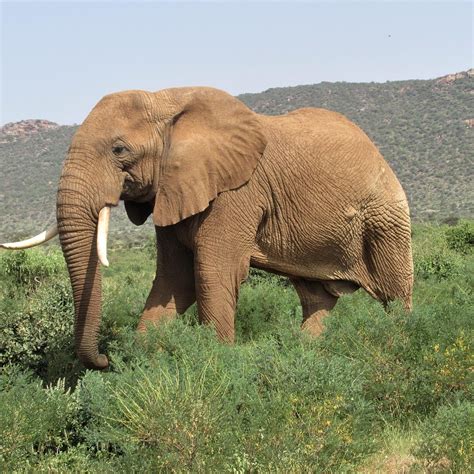 PURE NATURE - SAFARIS IN KENYA LTD. - All You Need to Know BEFORE You ...