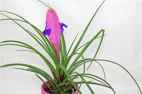 Tillandsia cyanea - Pink Quill › Indoor Plants