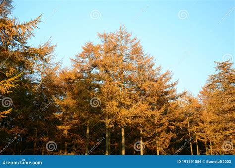 Le Nord Yorkshire Maures Woodlands National Park Photo stock - Image du ...