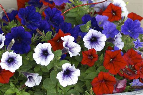 Red-white and blue flowers, pansy, 4th of july, independence day ...