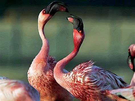 In the pink suddenly: How flamingos transform urban landscapes ...