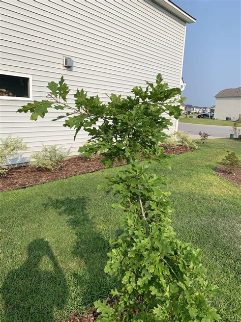 Image result for Tree Leader Armor