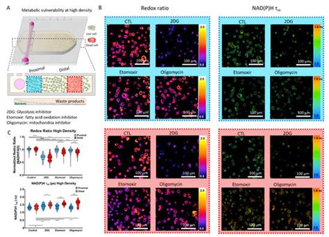 Microfluidic Tumor-on-a-Chip Model to Study Tumor Metabolic Vulnerability