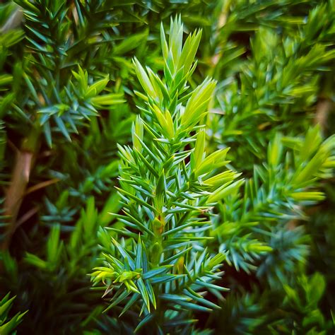 Star Power Juniper for Sale Online | The Tree Center