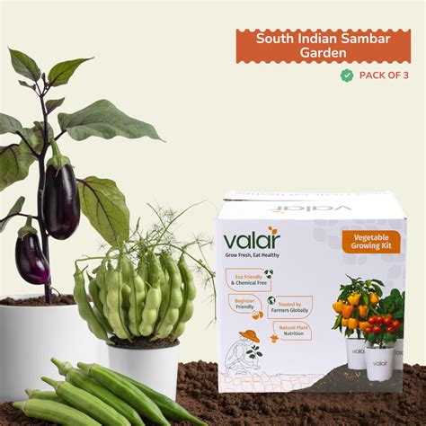 Valar Sambar Garden Kit – Grow South Indian Veggies at Home (Pack of 3/ ...