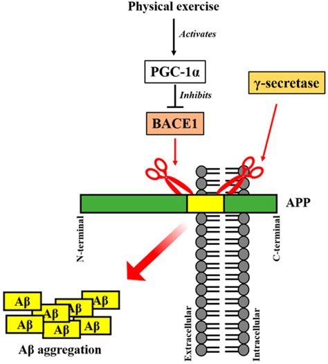 Molecular and Functional Interaction of the Myokine Irisin with ...