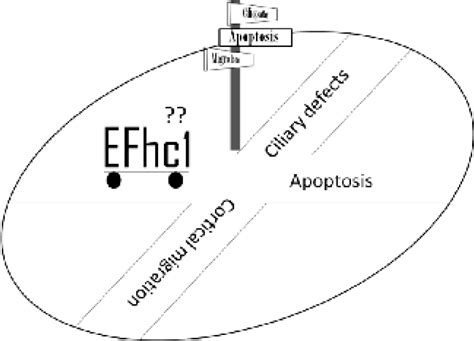 Juvenile myoclonic epilepsy: efhc1 at the cross-roads ? | Ganesh ...
