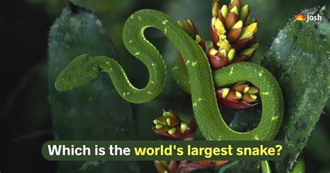 What is the Biggest Snake in the World? List of the 7 Largest Snakes in ...