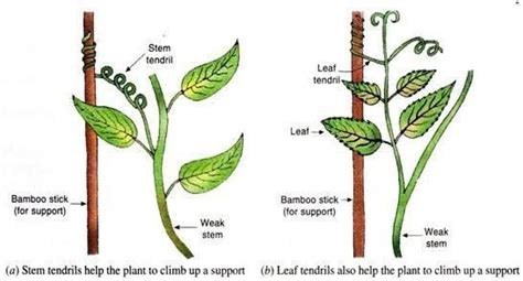 3. Which type of movement in plant is called Sleeping movement- (a ...