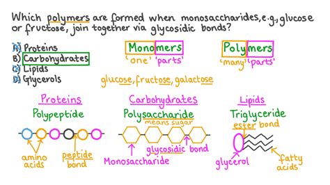 Question Video: Recalling the Biological Molecule That Forms from the ...