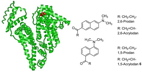 1,5-Acrylodan: A Fluorescent Bioconjugate Sensor of Protic Environments