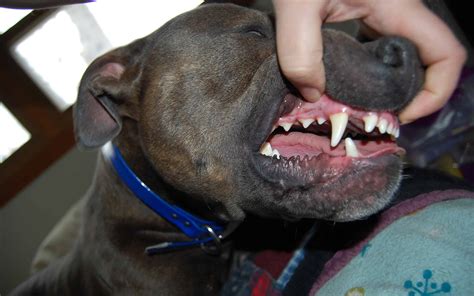 American Pitbull Terrier Teeth