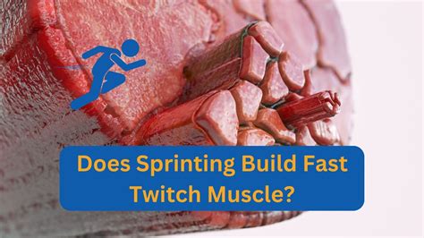 Fast Twitch Muscles Benefits – Fast Twitch Muscle Fiber Training – VYJSBI