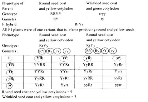 Explain Mendel's dihybrid cross.