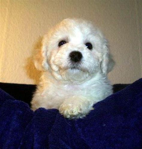 Rassehunde Bichon Frise Kleinanzeigen | Rassehunde Bichon Frise ...