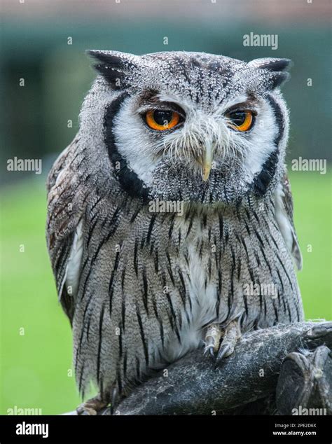 The northern white-faced owl (Ptilopsis leucotis) is a small but ...