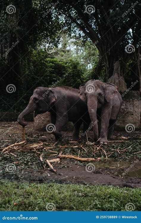 Vertical Shot of Elephants in Bali Safari Park Stock Image - Image of large, wildlife: 259738889