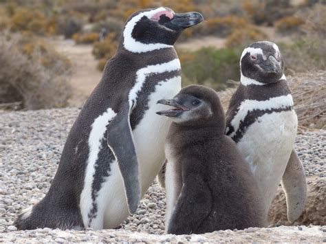 Magellanic Penguin Biology - Center for Ecosystem Sentinels