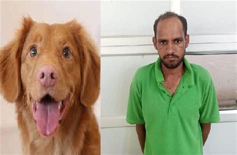 जहर देकर कुत्ते की हत्या करने वाले को कोर्ट ने भेजा जेल, दूसरा अभी भी ...