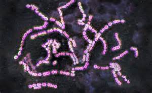 STREP 的图像结果