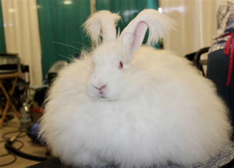 Image result for giant angora rabbit