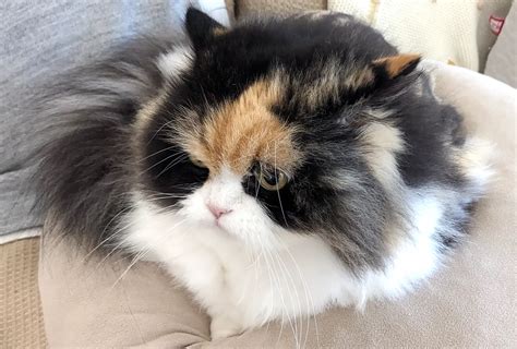 Image result for Packaging vs Code Agent