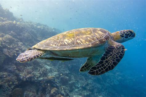 Image result for Turtle Programming Tutorial