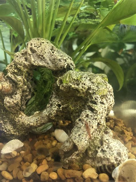 Aquarium leak, how to transfer shrimp? : r/shrimptank