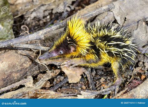 Lowland Streaked Tenrec , Andasibe Stock Photo - Image of mammal, spiky ...