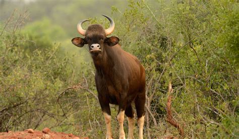 Safari in Mudumalai & Bandipur | Jungle Hut Masinagudi