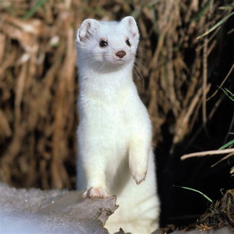 Pet Stoat