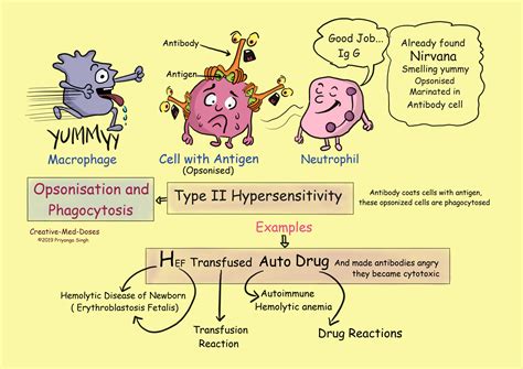 Type II Hypersensitivity-Antibody Mediated - Creative Med Doses