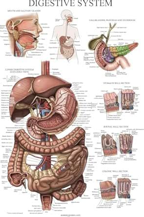 Palace Learning Laminated Anatomy Chart - Gastrointestinal Anatomy ...