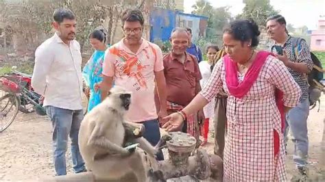 langur snatches mobile phone finally returned gnr : 2025-02-22 ...