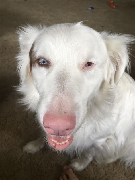 What Is A Double Merle Australian Shepherd