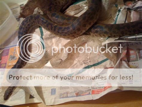 Spotted and childrens python morphs | Reptile Forums