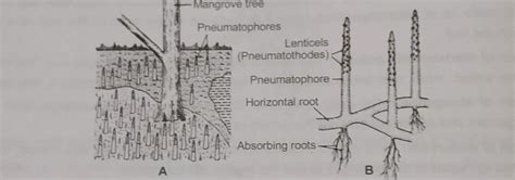 Explain the movements seen in Pneumatophores of Avicennia - Brainly.in