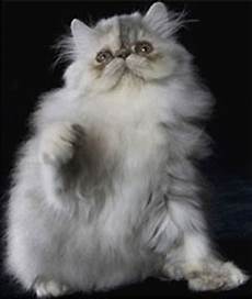 gatti persiani allevamenti domus aventina l allevamento dei gatti persiani gatti persiani allevamenti domus aventina l allevamento dei gatti persiani