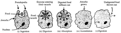 Life Processes Class 10 Important Questions with Answers Science ...
