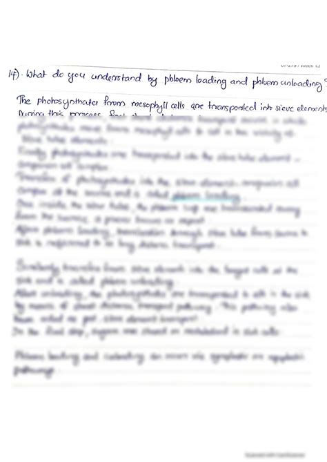 Phloem Loading a Level 的图像结果