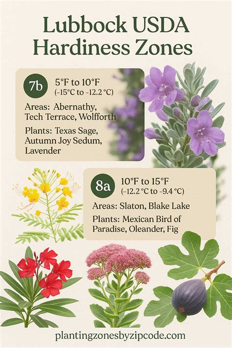 2 Planting Zone in Lubbock Texas with Map - plantingzonesbyzipcode
