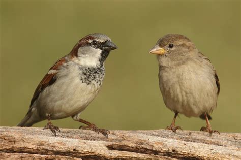 Image result for Merge Python Implementation