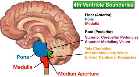 Medical Definition Of Lateral Ventricles at Edward Davenport blog