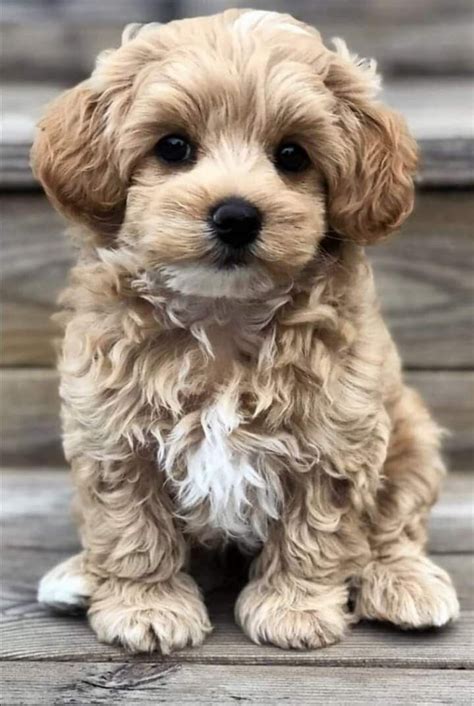 Image result for Cockapoo Training Bells