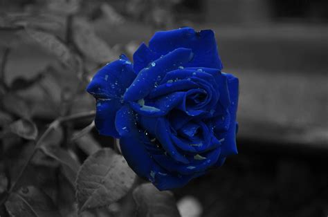 Dark Blue Flower Wallpaper