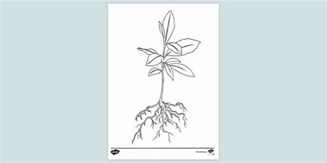 Root Hair Colouring | Colouring Sheets